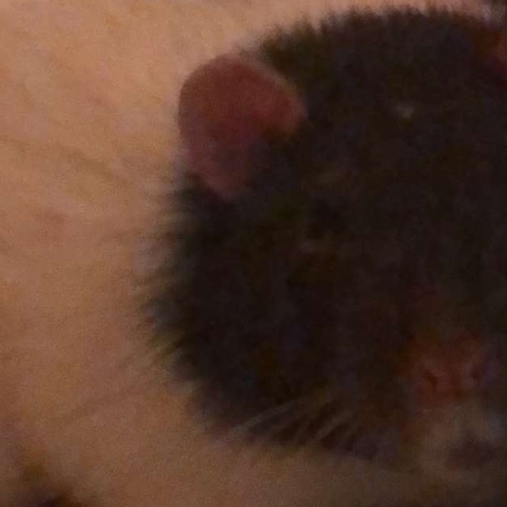 Meet your Posher, Morgan
